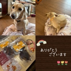 看板犬風太お誕生日おめでとう